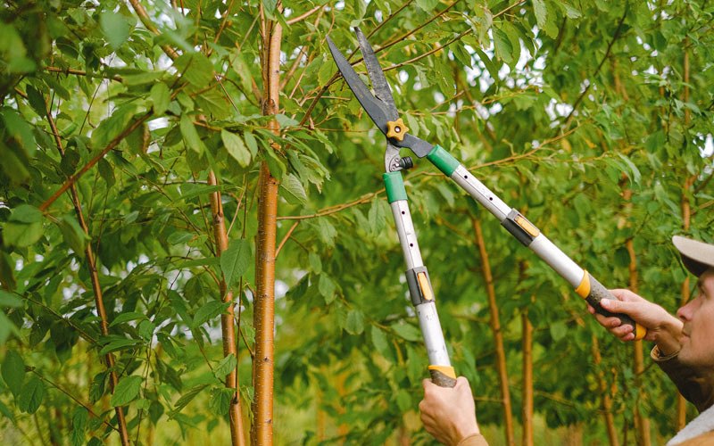 Tree trimming in Sailor Springs, IL