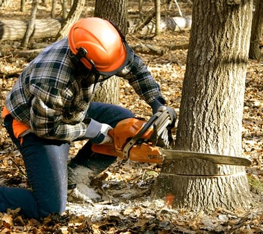 Tree Removal in Sailor Springs, IL